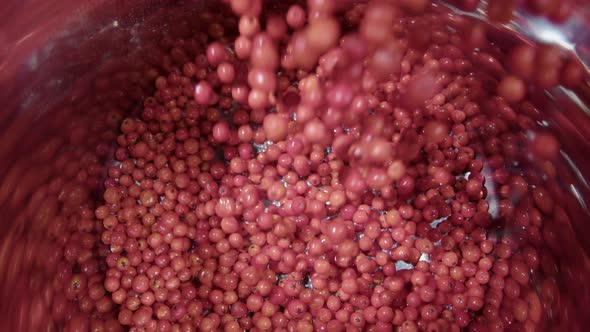 SLOW MOTION ZOOM IN, Rowanberries are poured into a shiny saucepan