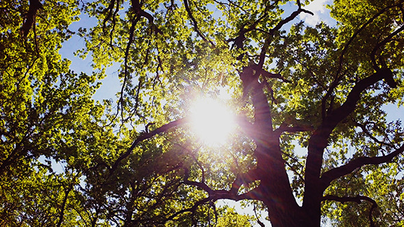 Sun Between Trees