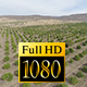 Flying over Lemons Fields - VideoHive Item for Sale