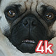 Pug Dog - VideoHive Item for Sale
