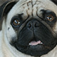Pug Dog - VideoHive Item for Sale