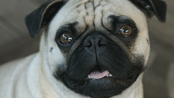 Pug Dog