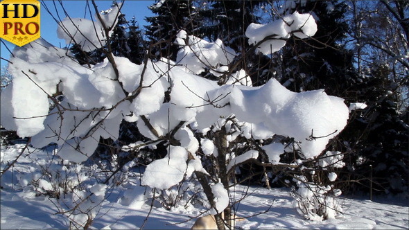 Twigs of a Plant are Covered with Snow alt