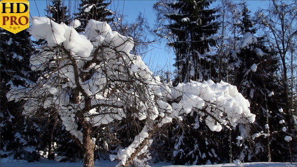 A Plant with No Leaves is Covered with Snow alt