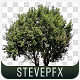 Tree with Alpha Channel - VideoHive Item for Sale