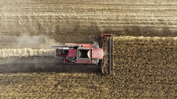 Drone Flies Over Red Harvester Machine Cut Wheat Crop in Rural Yellow Field. Agriculture Food