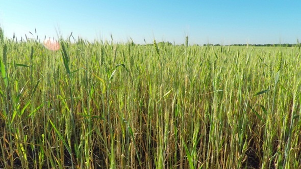 Cereal Field on a Sunny Day