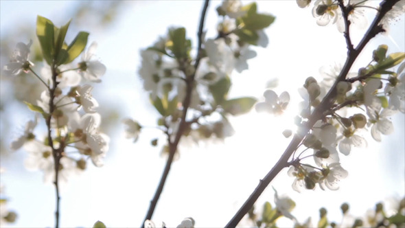 Flowers Of The Cherry Blossoms On a Spring Day