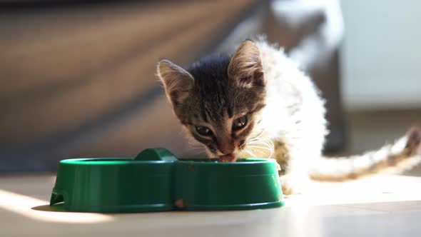 Small Grey Tabby Kitten Eats Cat Food at Home From Plastic Green Bowl