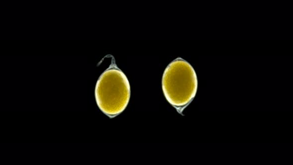 Eggs of the Snail of the Valvatidae Family Under the Microscope, in the Form of a Sac