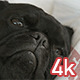 Black Pug Dog - VideoHive Item for Sale
