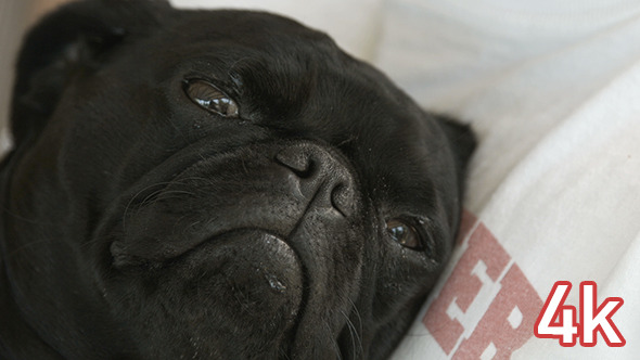 Black Pug Dog