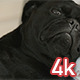 Black Pug Dog - VideoHive Item for Sale