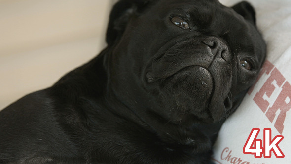 Black Pug Dog