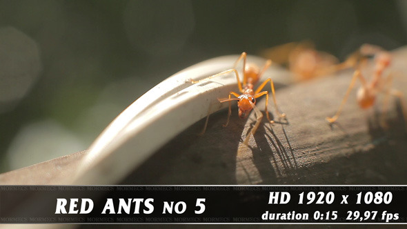 Red Ants No.5