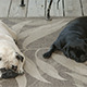 Pug Dogs Sleeping - VideoHive Item for Sale