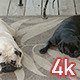 Two Pugs Sleeping - VideoHive Item for Sale