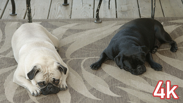 Two Pugs Sleeping