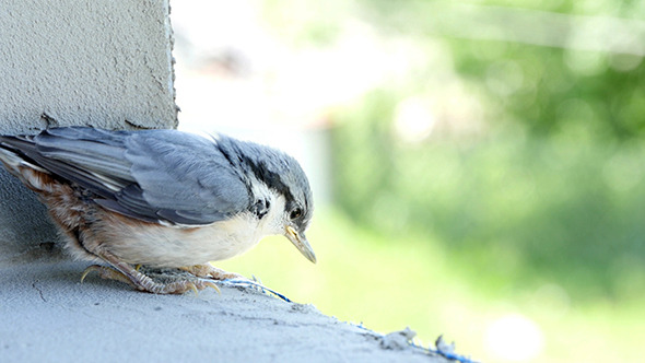 Nuthatch Sitting And Peeps