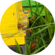 Swarm Near a Beehive 02 - VideoHive Item for Sale