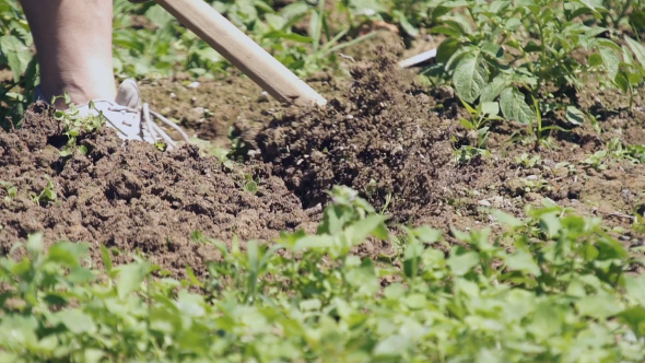 Work In the garden