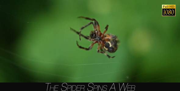 The Spider Spins A Web