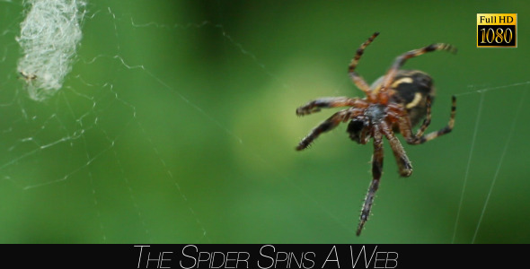 The Spider Spins A Web 2