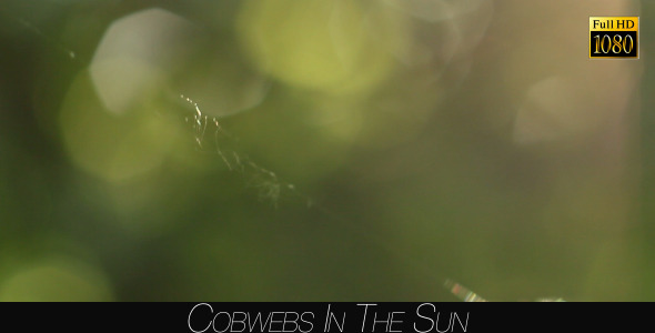 Cobwebs In The Sun
