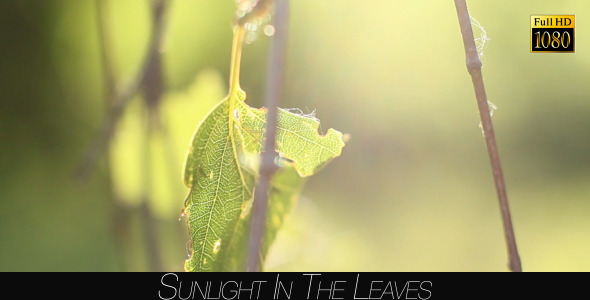 Sunlight In The Leaves 42