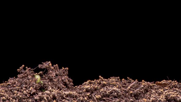 Time Lapse Growing Cucumbers