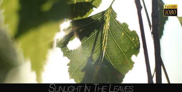 Sunlight In The Leaves 44