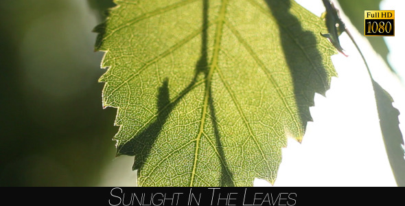 Sunlight In The Leaves 45