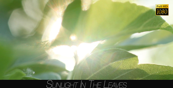 Sunlight In The Leaves 49