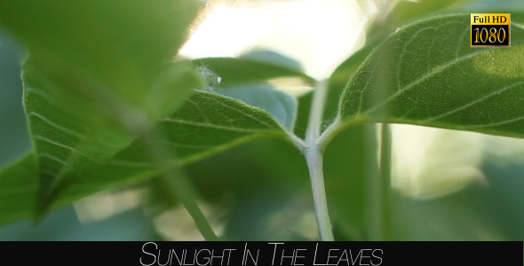 Sunlight In The Leaves 50