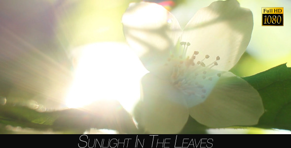 Sunlight In The Leaves 53