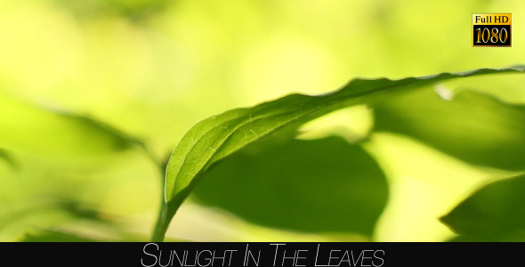 Sunlight In The Leaves 54