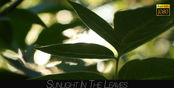Sunlight In The Leaves 57