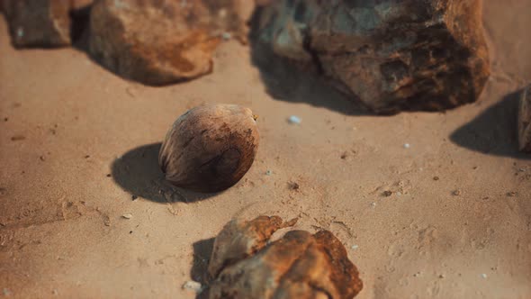 Brown Coconut on the Beach Sand