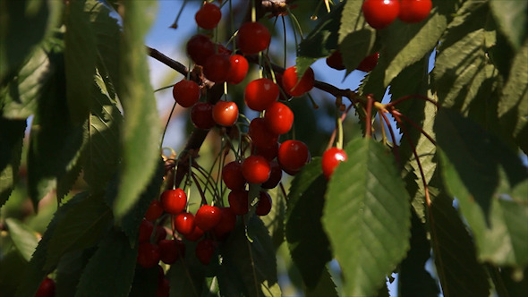 Cherry Berries on The Tree Ukraine