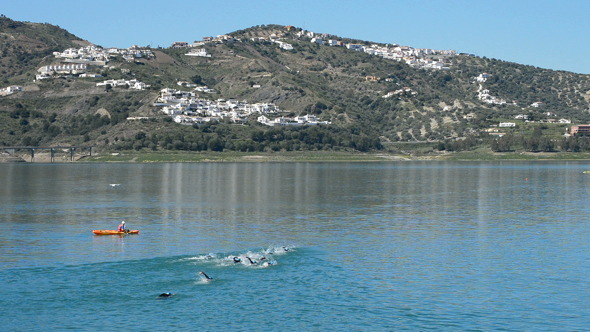 Swimmers Swimming in a Triathlon in a Swamp