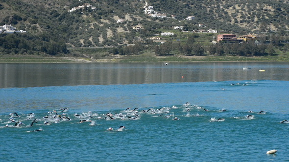 Triathlon Swimmers in Lake