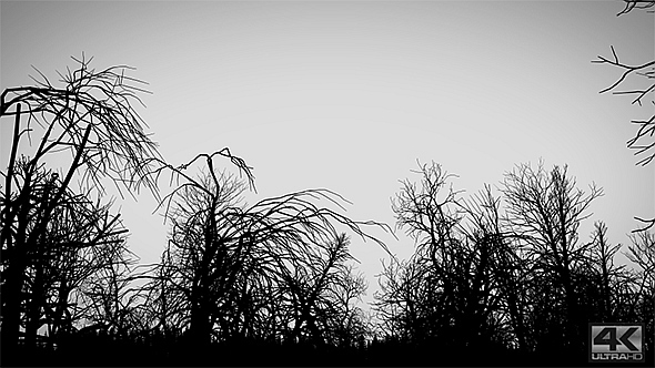 Dead Forest - Black and White