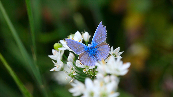 Blue Butterfly and Fly. alt