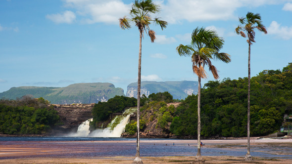 Three Palm Trees