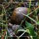 Snail in the Grass - VideoHive Item for Sale