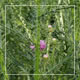 Green Bush on the Meadow - VideoHive Item for Sale