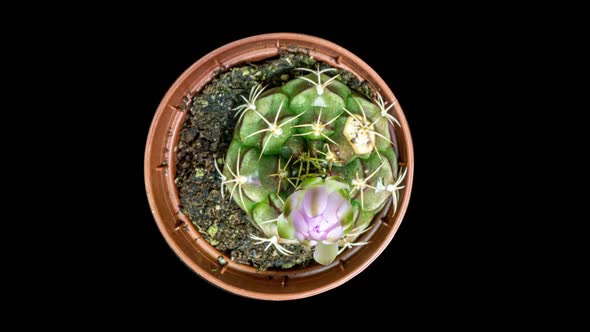 Yellow Colorful Flower Timelapse of Blooming Cactus Opening Fast Motion Time Lapse of a Blooming