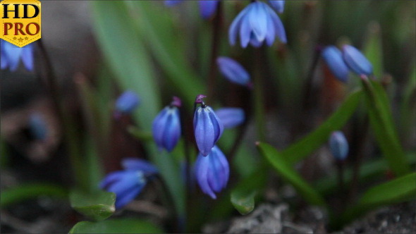 Some Blue Crocus Plant Budding