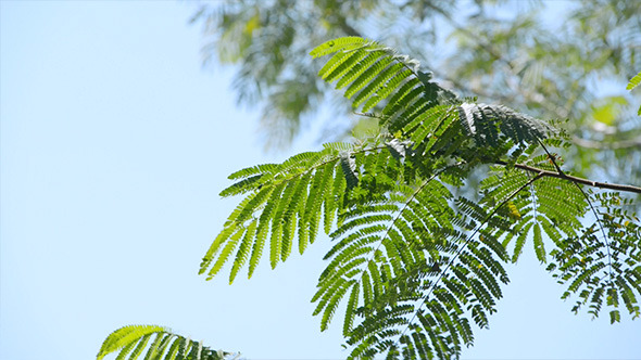 Tropical Tree Branches