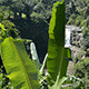 Banana Palm with Waterfall Background - VideoHive Item for Sale